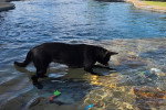 Un Chien-Loup Américain jouant dans l'eau