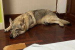 Un Chien-Loup Américain allongé sur un parquet