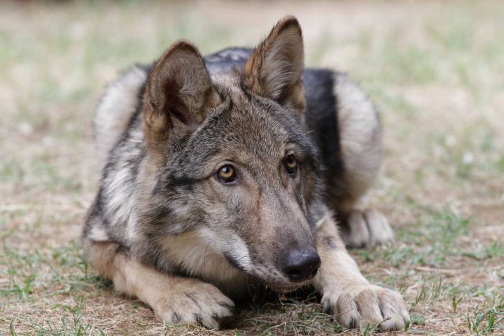Photo Chien-Loup Américain