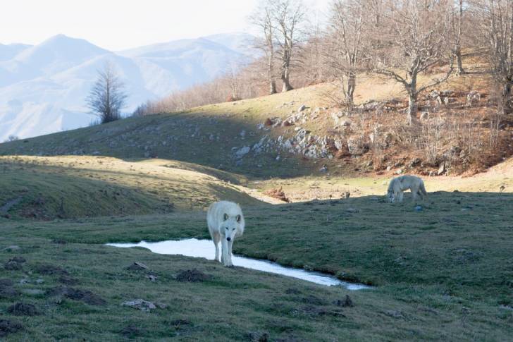 Photo Chien-Loup Américain