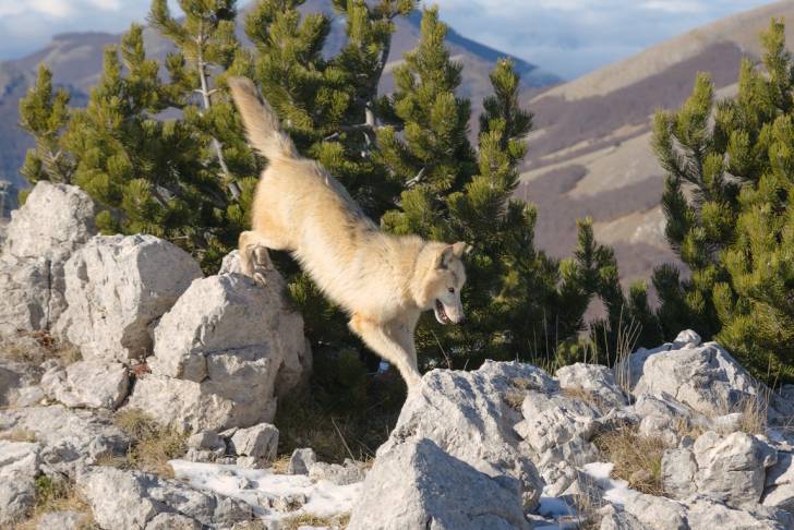 Photo Chien-Loup Américain