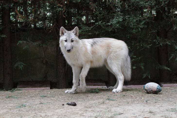 Photo Chien-Loup Américain