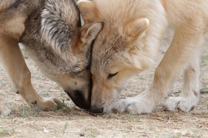 Photo Chien-Loup Américain