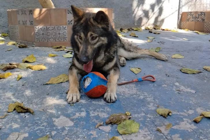 Un Chien-Loup Américain allongé près d'une balle et tirant la langue