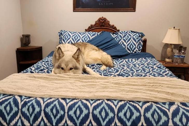 Un Chien-Loup Américain allongé sur un lit