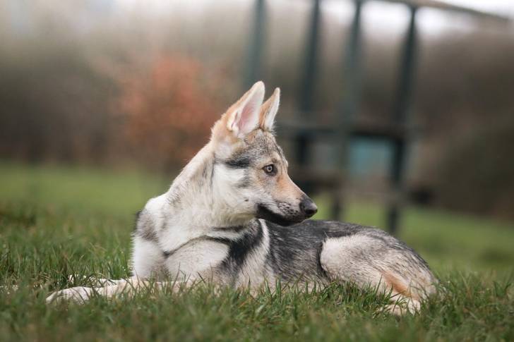 Un Chien-Loup Américain allongé sur une surface herbacée