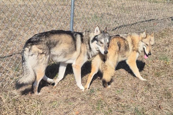 Deux Chien-Loup Américain sur un terrain herbeux
