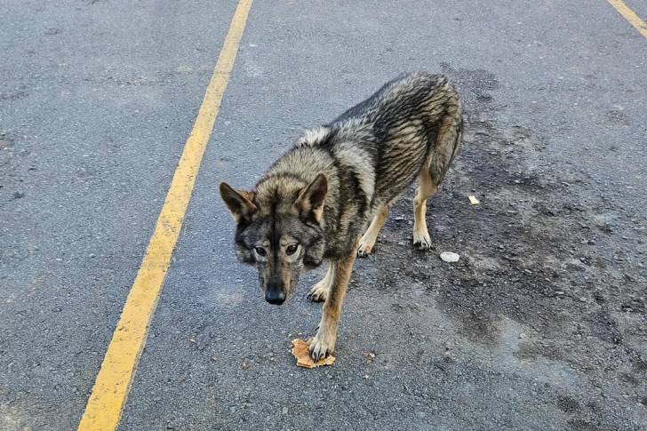 Un Chien-Loup Américain sur une surface bétonnée 