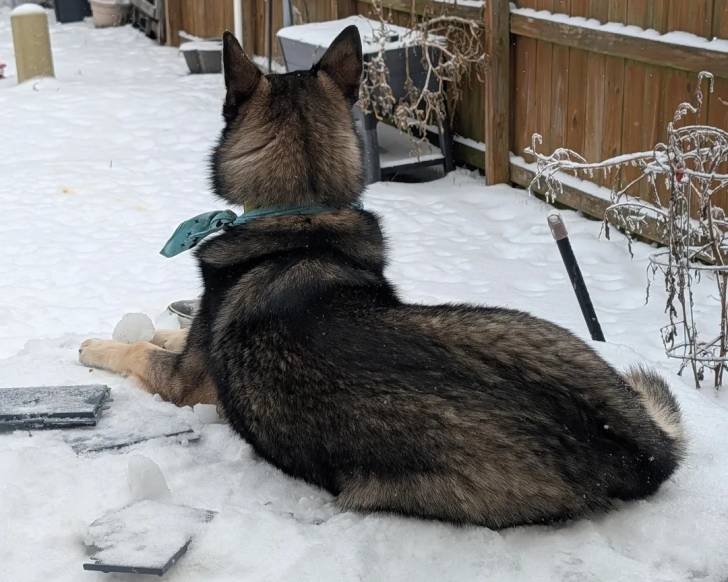 Un Chien-Loup Américain allongé sur une table recouverte de neige