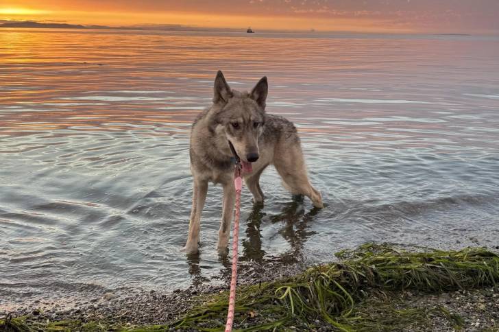 Un Chien-Loup Américain marchant dans l'eau