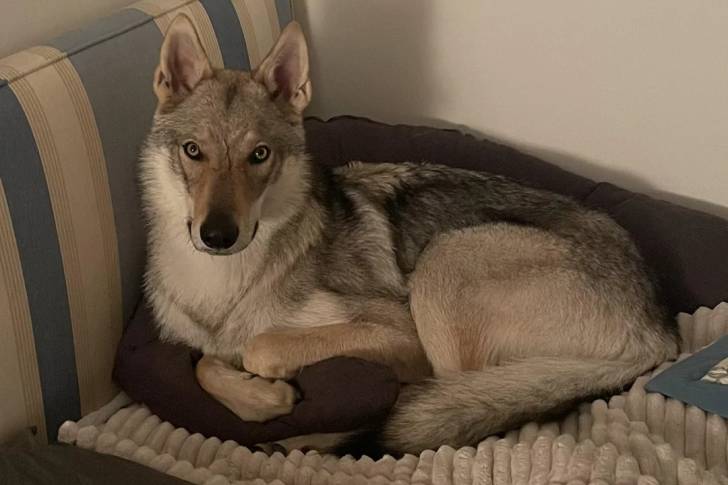 Un Chien-Loup Américain allongé sur un canapé