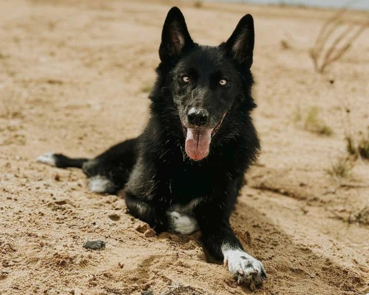 Un Chien-Loup Américain allongé sur une surface sableuse