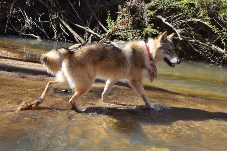 Un Chien-Loup Américain marchant dans l'eau et portant un foulard autour du cou