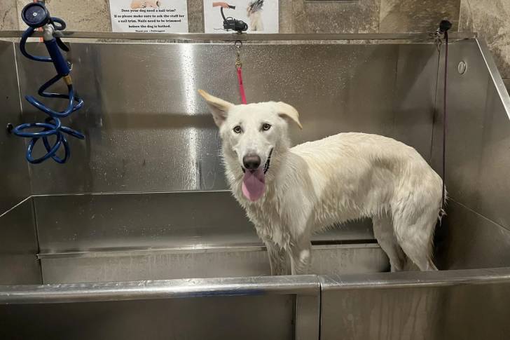 Un Chien-Loup Américain regardant vers la caméra et tirant la langue
