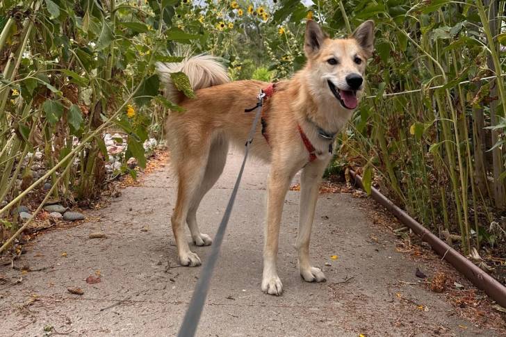 Un Chien-Loup Américain tenu en laisse sur un sentier