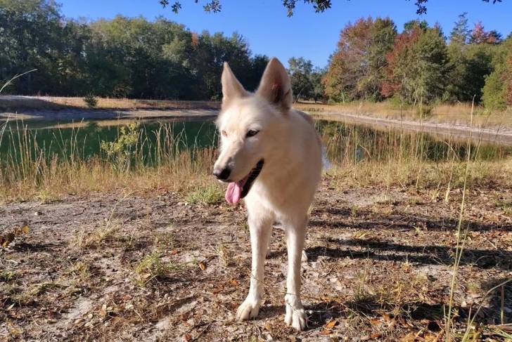Un Chien-Loup Américain sur une surface herbacée