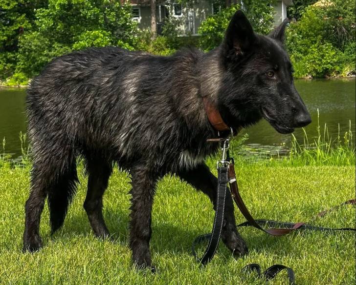 Un Chien-Loup Américain sur un terrain herbeux