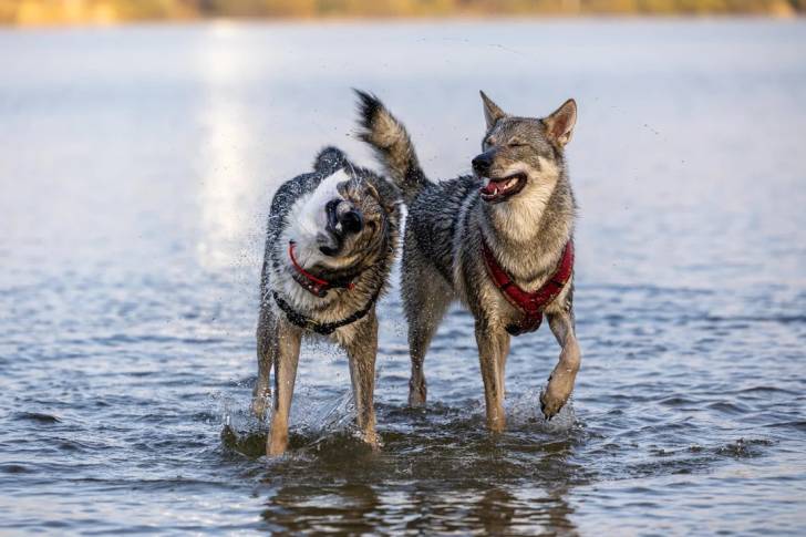 Deux Chien-Loup Américain jouant dans l'eau
