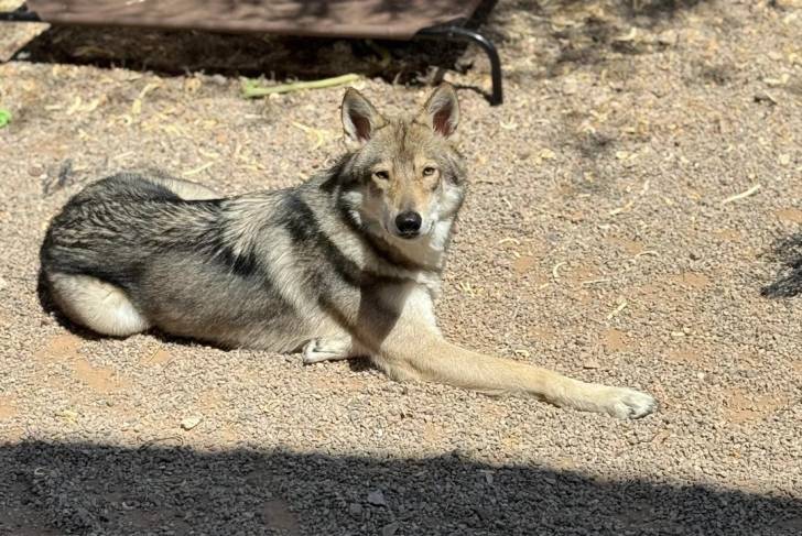 Un Chien-Loup Américain allongé sur un terrain pierreux
