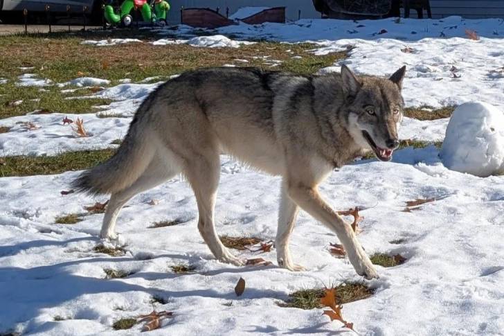 Un Chien-Loup Américain marchant sur une surface enneigée
