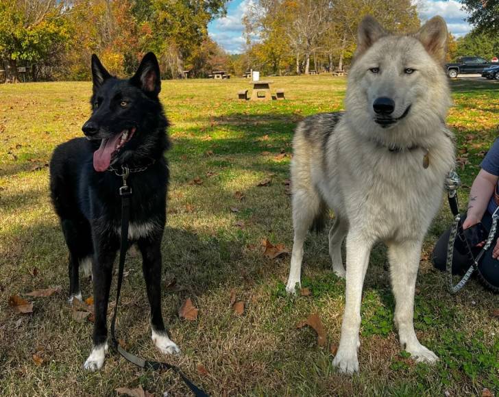 Deux Chien-Loup Américain sur une surface herbacée