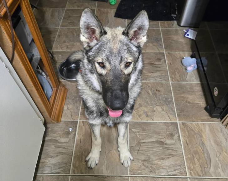 Un Chien-Loup Américain assis sur un sol carrelé