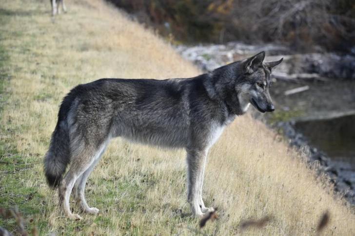 Un Chien-Loup Américain sur une surface herbacée