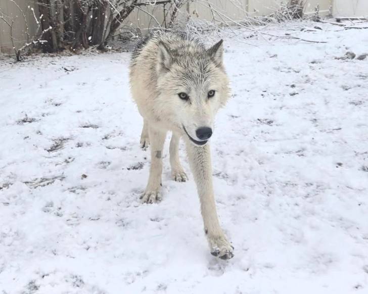 Un Chien-Loup Américain marchant sur une surface enneigée 