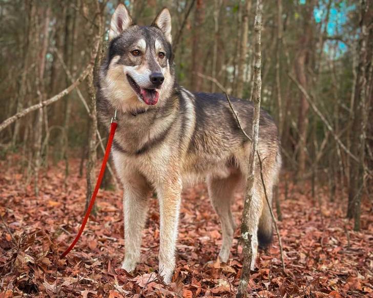 Un Chien-Loup Américain sur un terrain jonchés de feuilles mortes