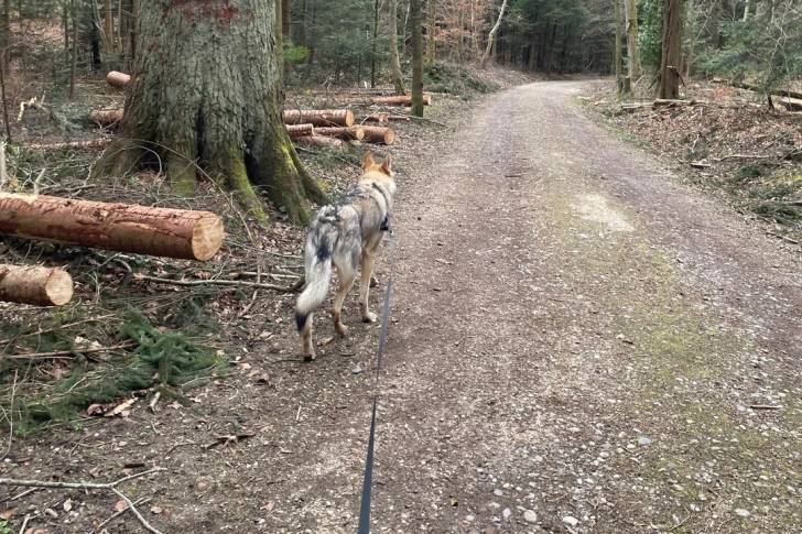 Un Chien-Loup Américain marchant sur un sentier