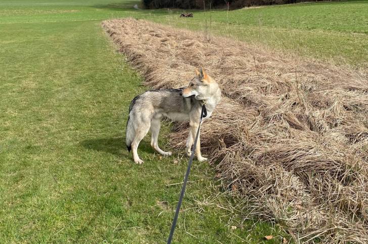 Un Chien-Loup Américain tenu en laisse dans l'herbe 