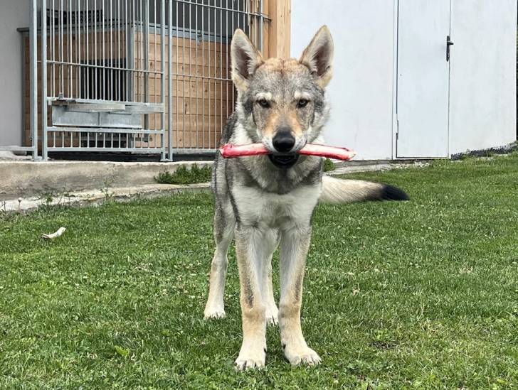 Un Chien-Loup Américain sur un terrain herbeux et tenant un os dans sa gueule