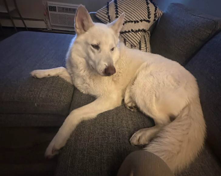 Un Chien-Loup Américain allongé sur un canapé