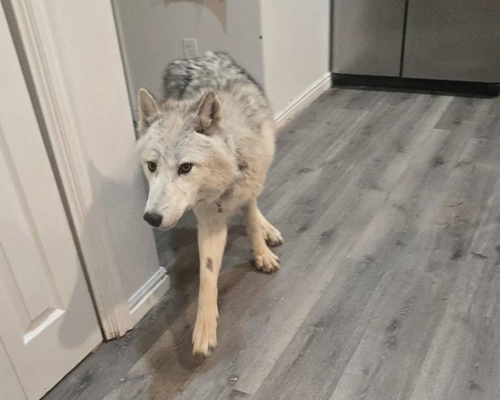Un Chien-Loup Américain marchant dans un appartement