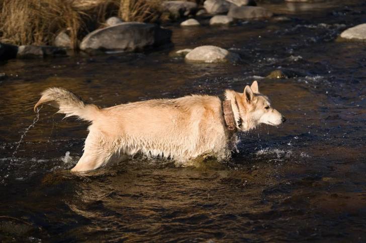 Un Chien-Loup Américain marchant dans l'eau et portant un collier autour du cou