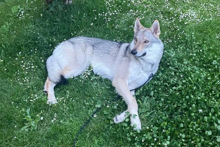 Un Chien-Loup Américain allongé sur un terrain herbeux