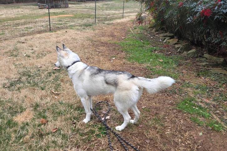 Un Chien-Loup Américain tenu en laisse sur une surface herbacée