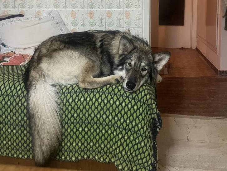 Un Chien-Loup Américain allongé sur un lit