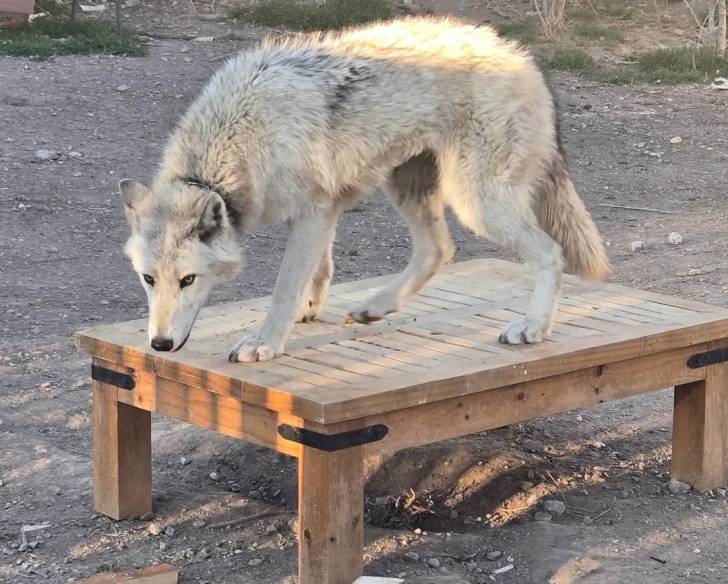 Un Chien-Loup Américain sur une table en bois