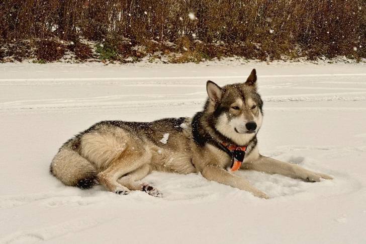 Un Chien-Loup Américain allongé sur une surface enneigée