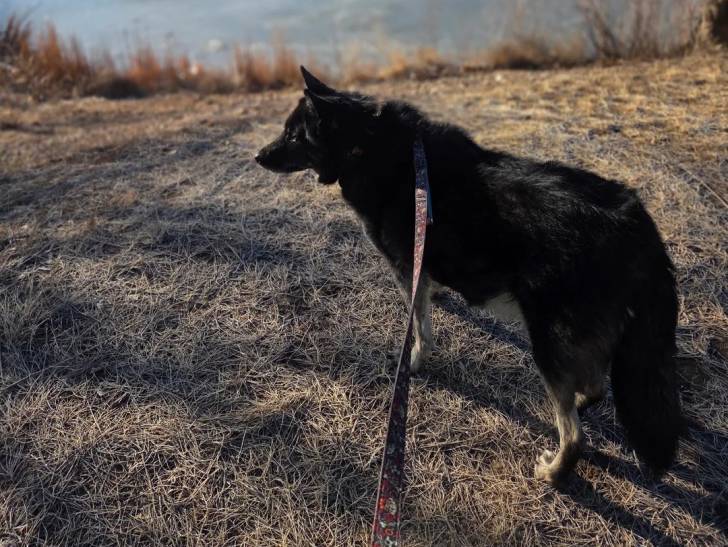 Un Chien-Loup Américain tenu en laisse sur un terrain herbeux