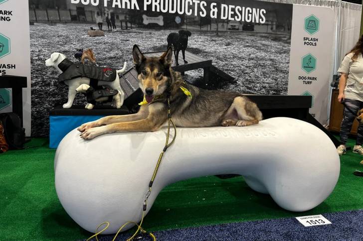 Un Chien-Loup Américain allongé et tirant la langue