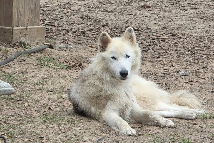 Un Chien-Loup Américain allongé ert regardant vers la caméra