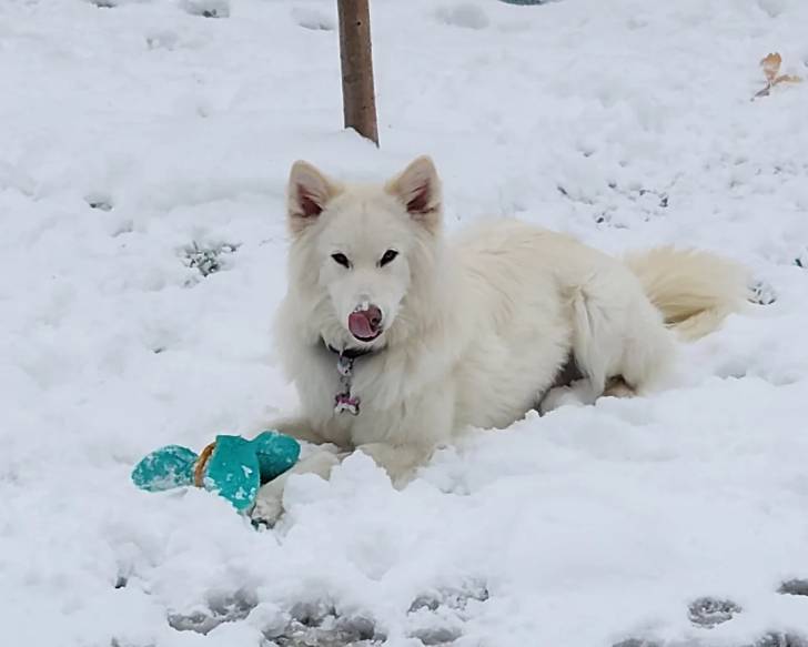 Un Chien-Loup Américain allongé sur une surface enneigée