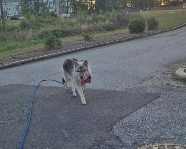 Un Chien-Loup Américain marchant sur la route