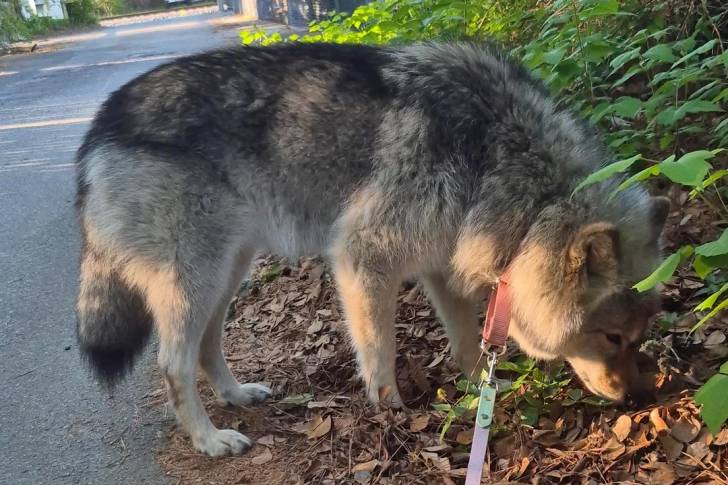 Un Chien-Loup Américain reniflant le sol