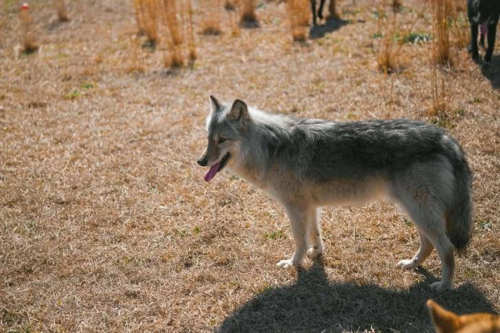Chien-Loup Américain sur un terrain herbeux