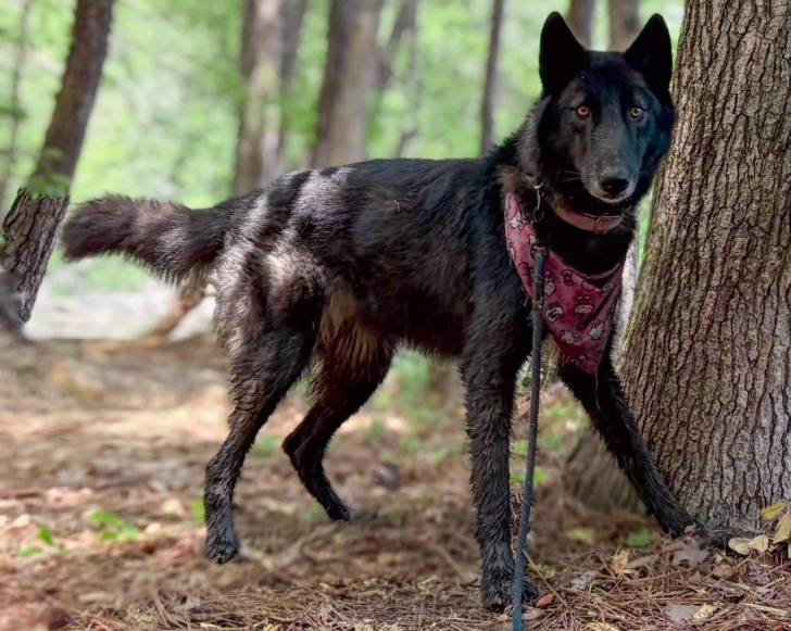Un Chien-Loup Américain posant près d'un arbre