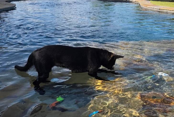 Un Chien-Loup Américain jouant dans l'eau