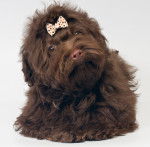 Photo Tsvetnaya Bolonka